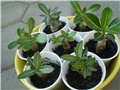 adenium